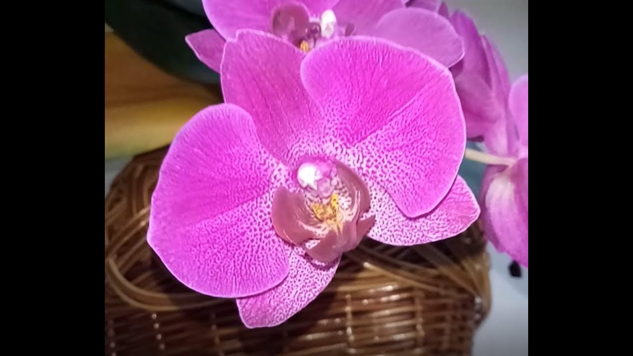 Пеньки у орхидеи тоже цветут, сорт Стелленбош. - YouTube