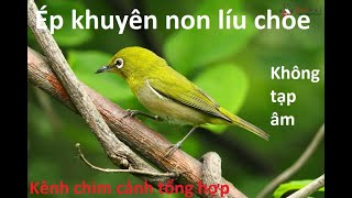 Video ép khuyên non líu chòe hay nhấtkhông tạp âmtặng file mp3 cho ae cần #kenhchimcanhtonghop