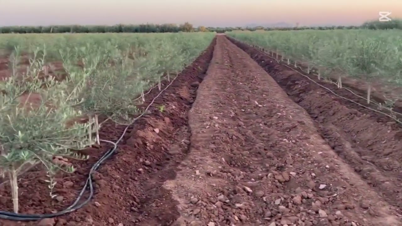 مقارنة بين ثلاثة اصناف زيتون قزمي واحتياجاتها المائية.....#4