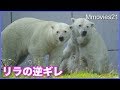 怒られたリラが逆ギレ  ホッキョクグマ親子の授乳場面