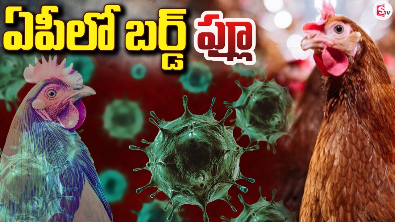 ఏపీలో బర్డ్ ఫ్లూ కలకలం | Bird Flu In Andhra Pradesh..? | SumanTV Sai
