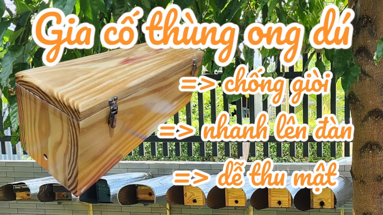 Cách chuẩn bị thùng ong dú chống giòi đạt chuẩn trước khi vào ong | ong dú visionbee
