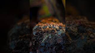 Giving my photos the perfect finishing touch 🪄✨#photography #ant #naturephotography #beforeandafter