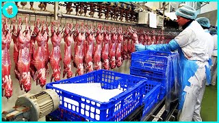 Modern Machines Processing Rabbit Meat That Are At Another Level