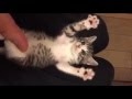 Funny cats  surprised baby kittens  cute kittens compilation 2016