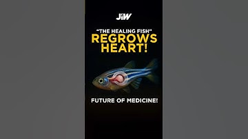 Zebrafish - This Fish to Cure Heart Disease