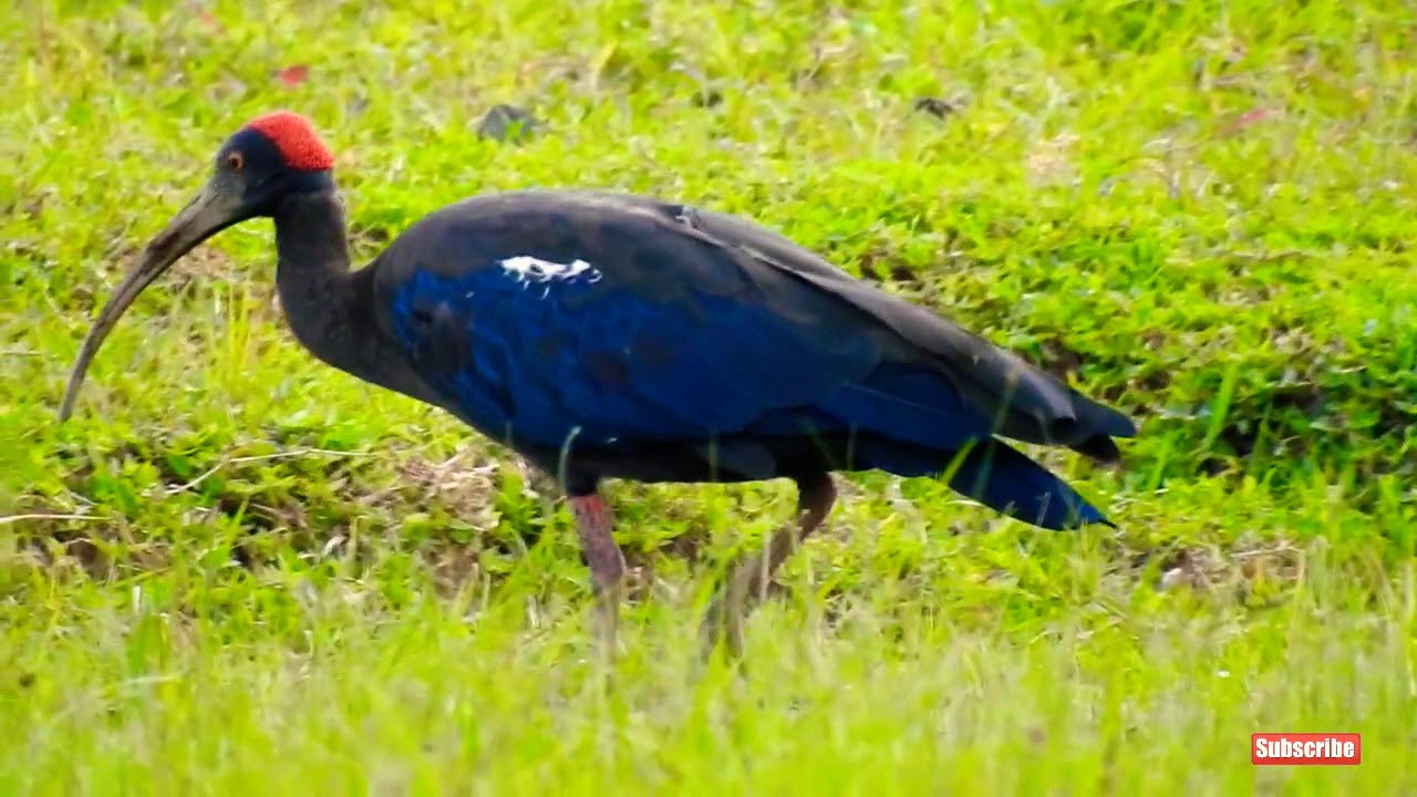 red naped ibis 