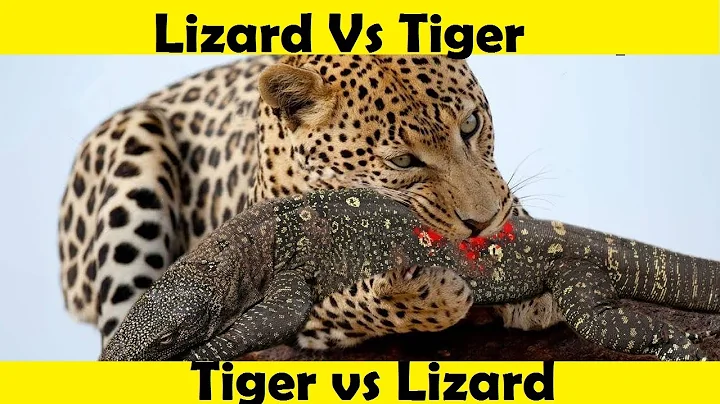 Tiger Vs Lizard Fight. Lizard Vs Tiger.
