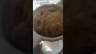 Cosmo😺a little sleepy💤💤💤 #short #cat #sleep #chill #catlife #catlover #catshorts #katze #cute #pets