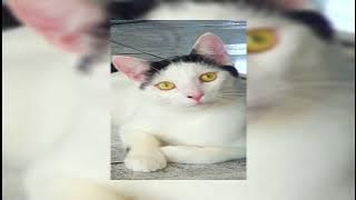 Stella Jang - Colors (Nightcore)