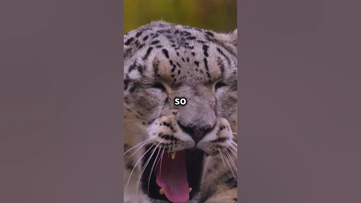 Video 6916691: snow leopard facts, animals big cat wildlife, cute cat wildlife