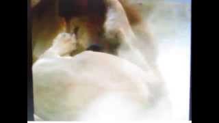 Nu Ratati Animalele Salbatice 2014 Самые Необычные Видео Собранные Со Всего Мира 2014