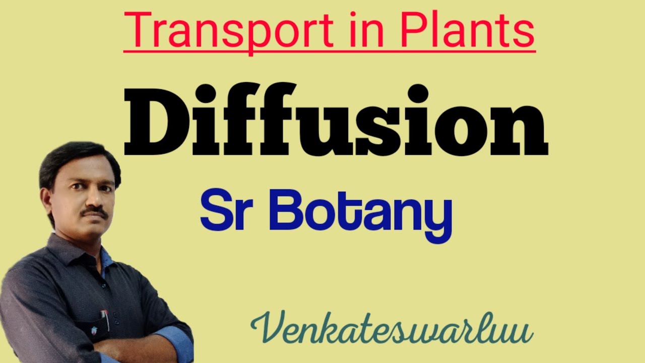 Diffusion | Transport in Plants | NEET - YouTube