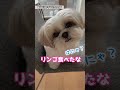 【シーズー犬/はに丸】思わず抱きしめたくなる❤️人をダメにする愛犬の仕草がこちら #shorts