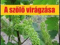 A szőlő virágzása - rovarok a virágfürtökön