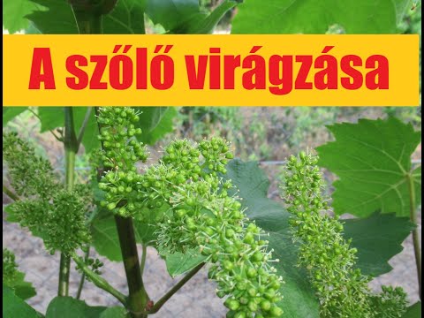 Videó: Mikor virágzik a vinca?