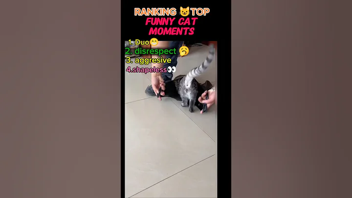 Video 11601441: cat reaction cutest, adorable kitty, cat lovers, funny cat