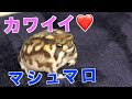 このカエルめっちゃカワイイ！！アメフクラガエル！There was a very pretty frog!
