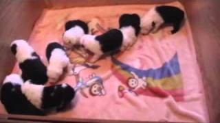 October 11th litter