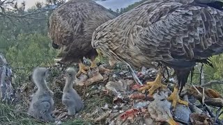 White-tailed eagles | Eagle Dad brings fish in breakfast for two eaglets | May 14, 2024