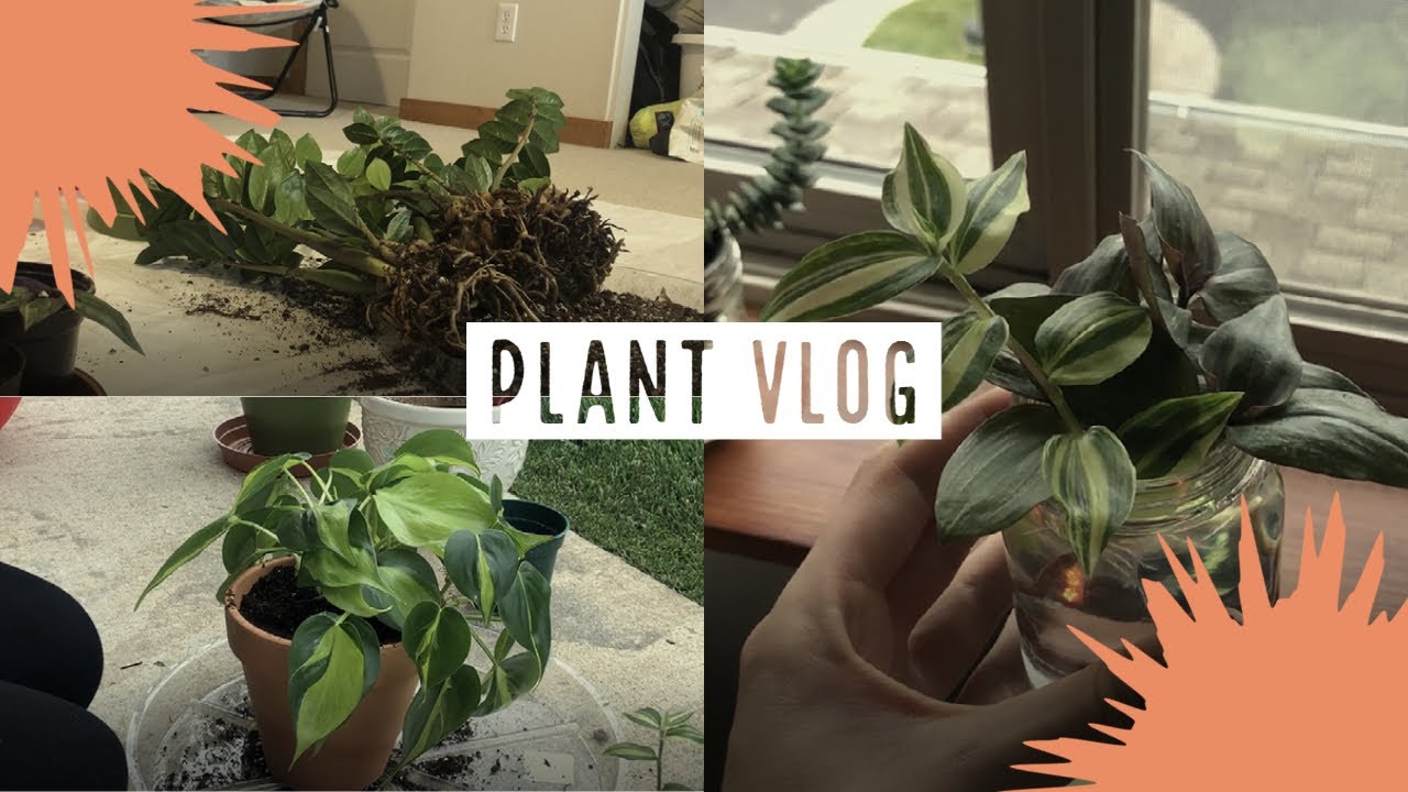 Houseplant maintenance routine - YouTube