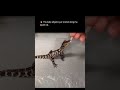 🔥 This baby alligator just started doing the death roll...