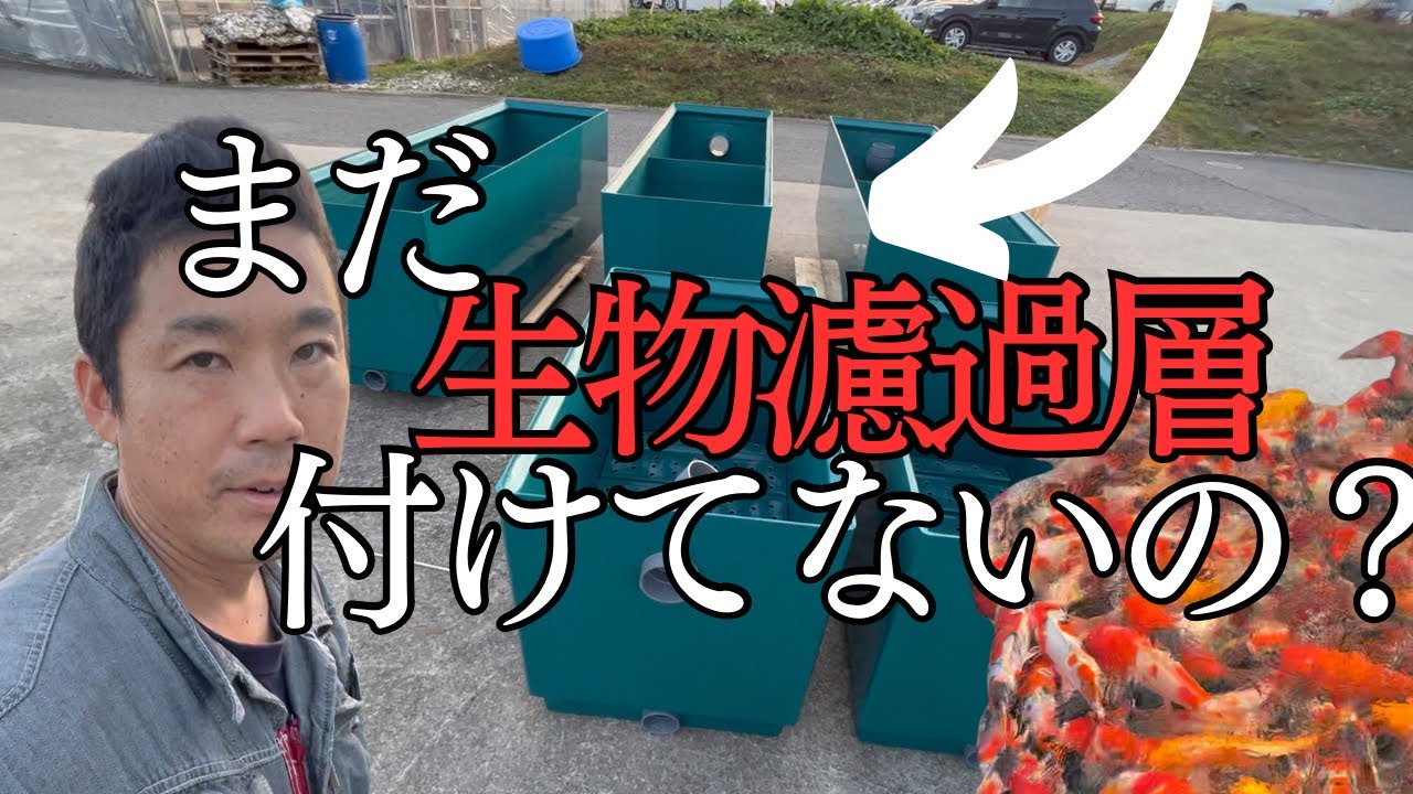 【錦鯉元気】生物濾過層で綺麗な水に！#塩田養鯉場 #koifish #koi