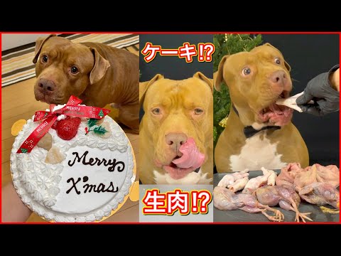 【大食い】最強な犬ピットブルのクリスマスディナーがこちら！ASMR、咀嚼音、音フェチにおすすめ!