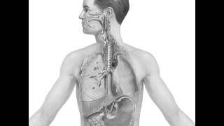 Fearless Eye, Inc. - Elementis v. Johnson:  Chromium(VI) Reduction Locations by Human Body animation