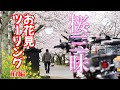 モンキー125でお花見ツーリング！前編　朝倉市秋月編
