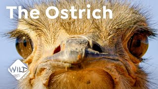 The Ostrich  a Bird with a Penis  | Wild to Know