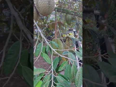 Video: Durian Ni Matunda Gani?