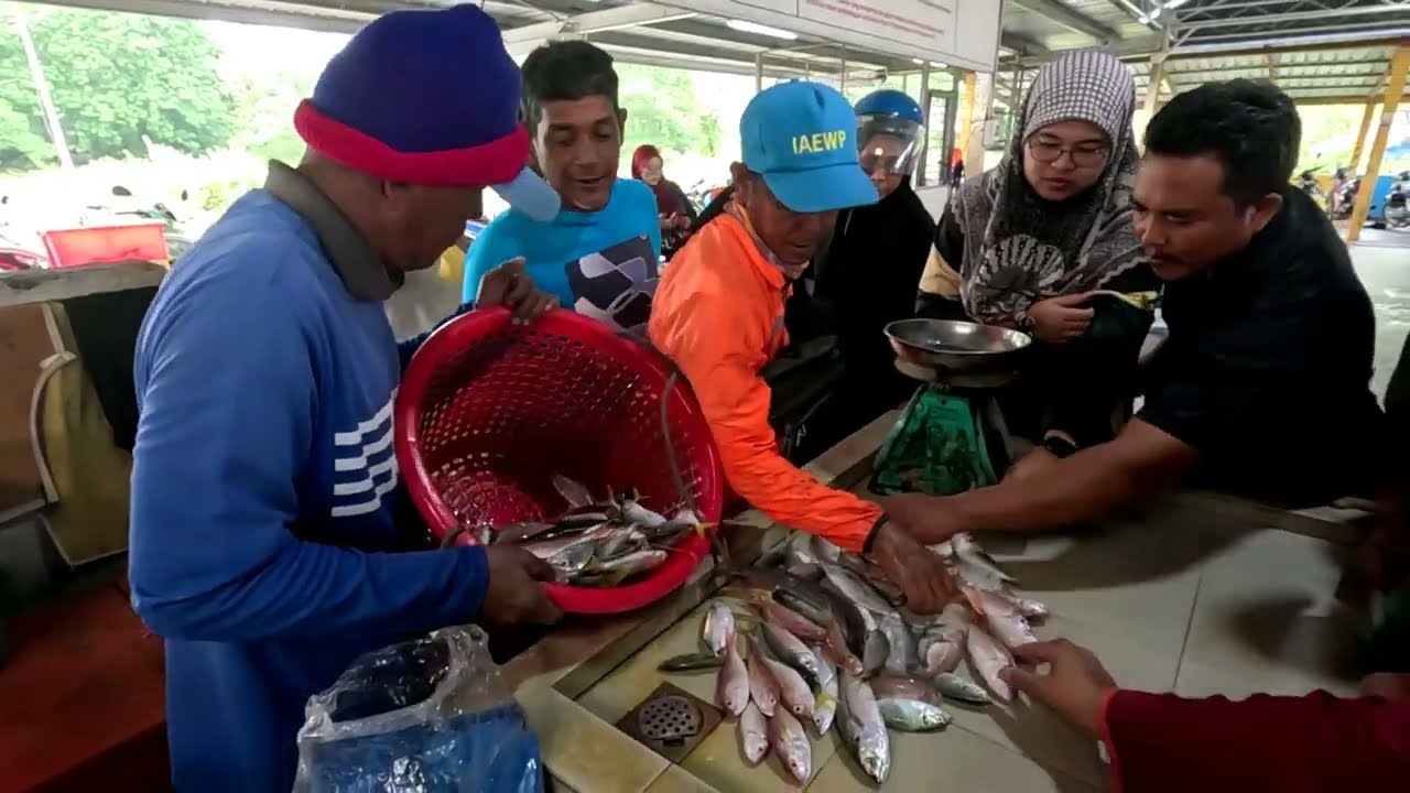 MUSIM UDANG DI SEBERANG KOTA KUALA KEDAH, IKAN SEGAR DARI NELAYAN KUALA.