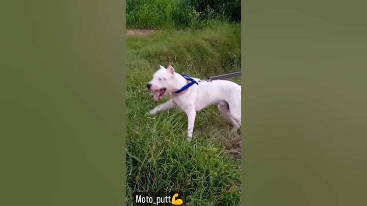 Dogo #Argentina 😡 #shorts viral #videos