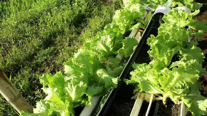 SDG 12 Responsible Consumption and Production