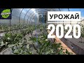 НАШИ ПОСАДКИ В ОГОРОДЕ 2020