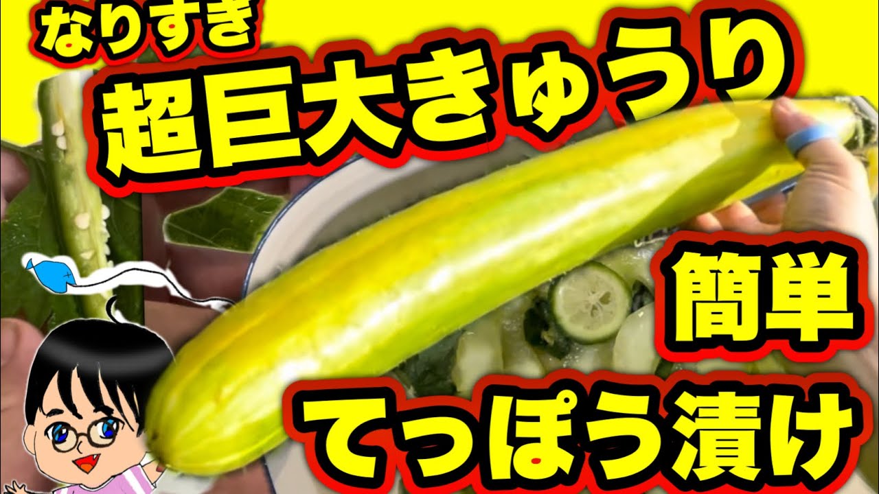 Giant Cucumber Teppozuke (Stuffed Pickles)! #GiantCucumber