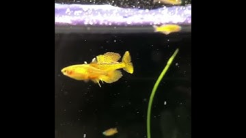 Cá cầu vồng Nắng Vàng Forktail Rainbowfish , nhỏ dể thương Cho hồ Thủy Sinh