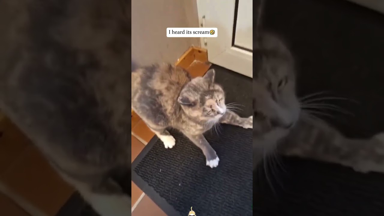 The struggle between cats and humans 