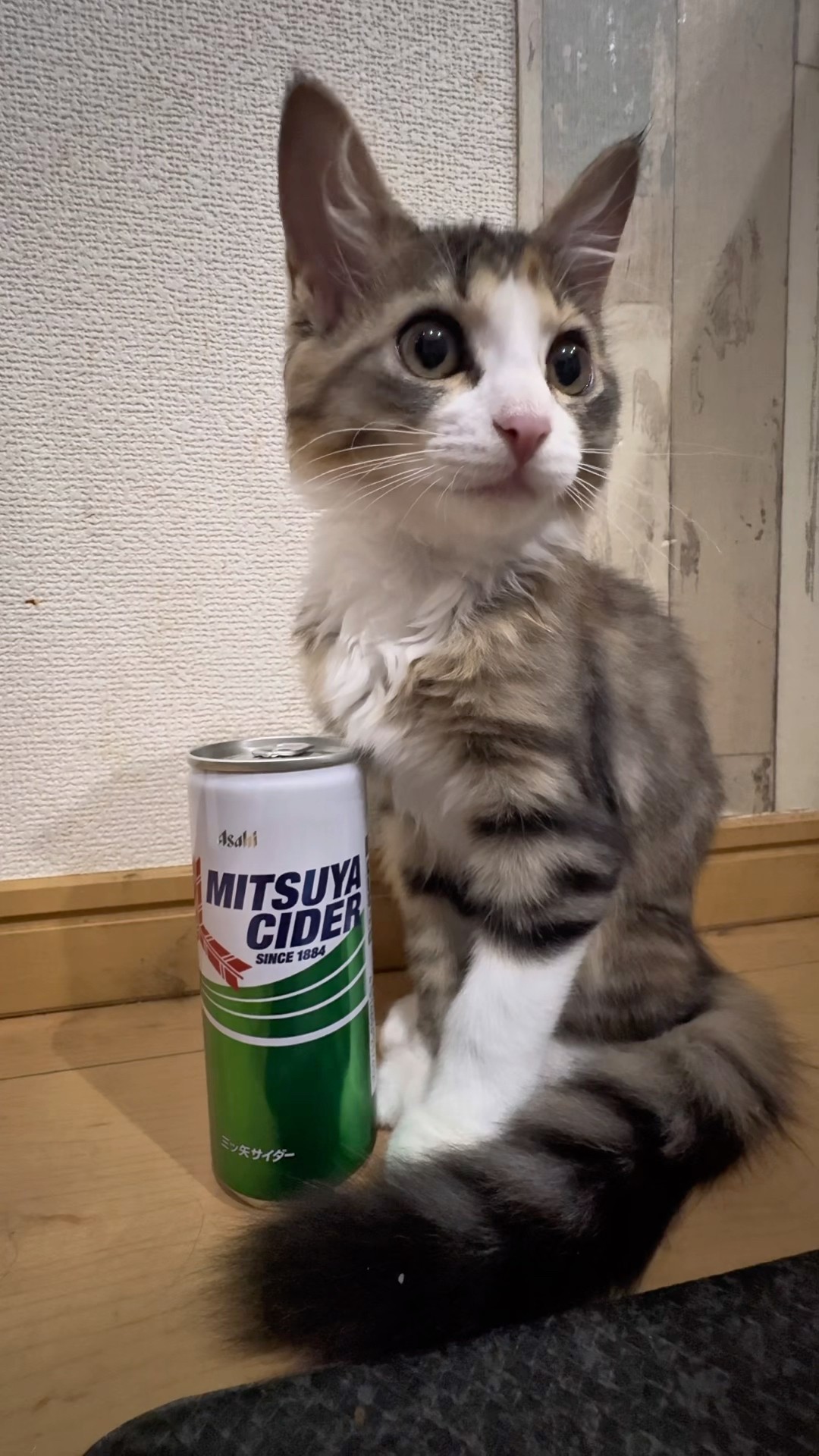 佳　泥棒猫 泥棒猫ミーナ #cat #dog - YouTube