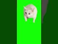 Cat Gags Over Yogurt Green Screen Cat Gags Over Yogurt Green Screen