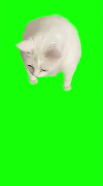 Cat Gags Over Yogurt - Green Screen