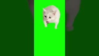 Cat Gags Over Yogurt - Green Screen