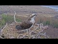 Welcome home louis resident male osprey returns to loch arkaig nest two 28 mar 2024 zoom