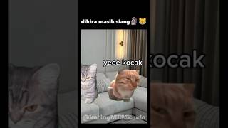 dikira masih malem🗿 #kucinglucu #memelucu #cat #memes