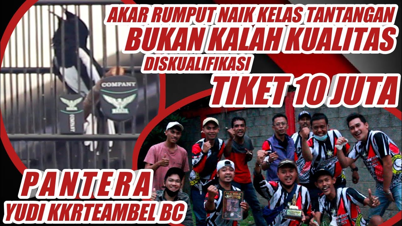 PERKARA RANJAU🔥DISKUALIFIKASI DITIKET 10 JUTA❗PANTERA TETAP KACER ISTIMEWAH ❗MASTERPIECE ARENA