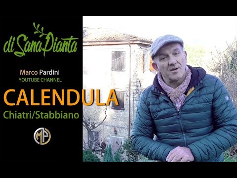 Video: Calendula Di Palude - Copriletto Giallo In Giardino. Descrizione, Cura, Coltivazione, Riproduzione. Foto