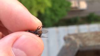 Муха рожает , слабонервным не смотреть / a fly gives birth Муха рожает , слабонервным не смотреть / a fly gives birth