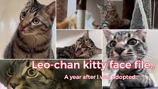 My still kitty face file. Leo chan a year after adopted. #catvideos #tabbycats #cutecat