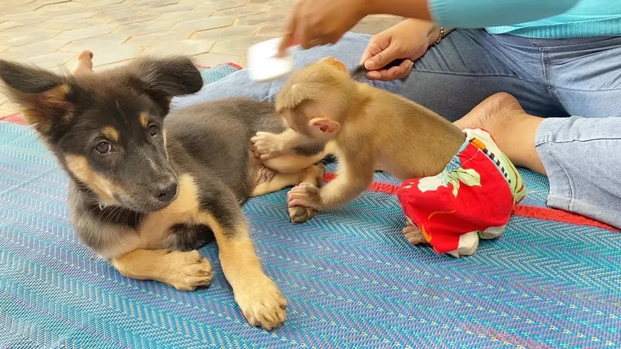 Clever DAM Help Mom Finding Lice For Lil Petter